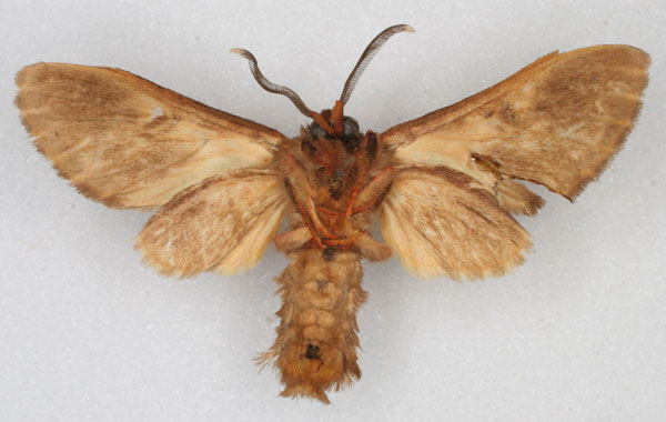 /filer/webapps/moths/media/images/O/obscura_Hippurarctia_HT_RBINS_02.jpg