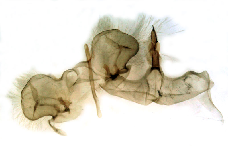 /filer/webapps/moths/media/images/O/obscura_Hypersypnoides_GMHT_Berio-1891.jpg