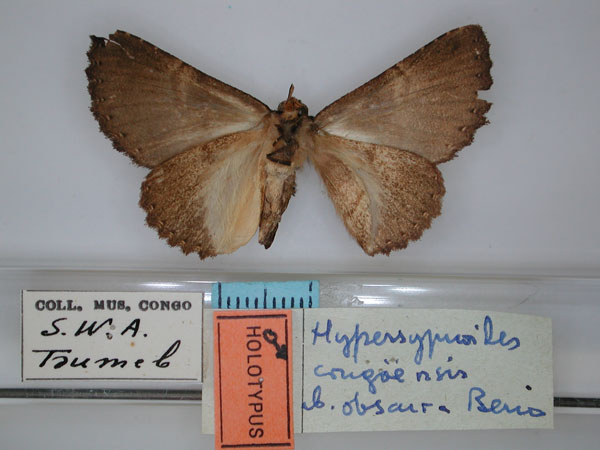 /filer/webapps/moths/media/images/O/obscura_Hypersypnoides_HT_RMCA_02.jpg