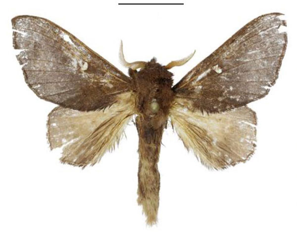 /filer/webapps/moths/media/images/O/obscura_Hypotrabala_HT_ANHRT.jpg