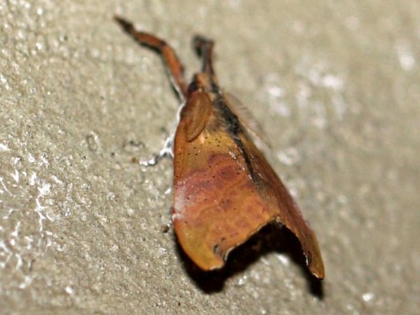 /filer/webapps/moths/media/images/O/obscura_Lomadonta_A_Voaden.jpg