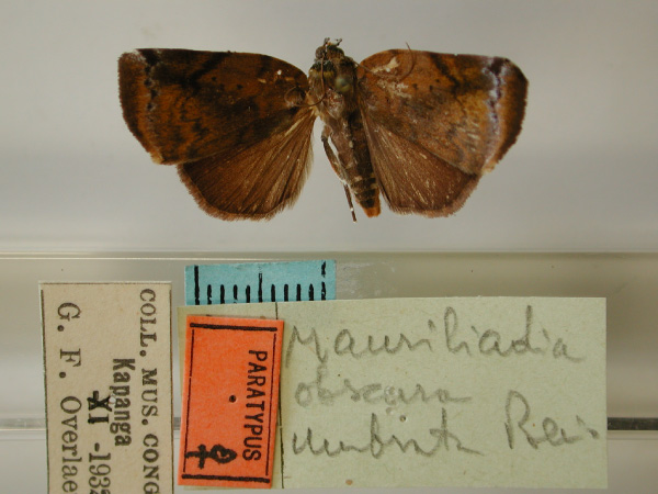 /filer/webapps/moths/media/images/O/obscura_Maurilia_PT_RMCA_01.jpg