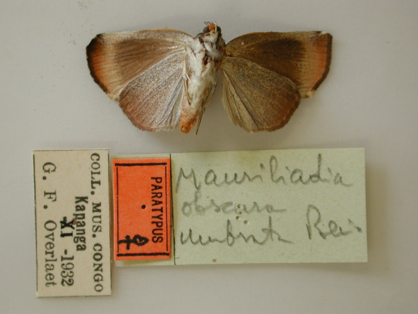 /filer/webapps/moths/media/images/O/obscura_Maurilia_PT_RMCA_02.jpg
