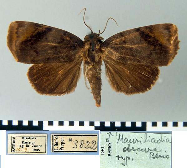 /filer/webapps/moths/media/images/O/obscura_Mauriliadia_HT_MSNM.jpg