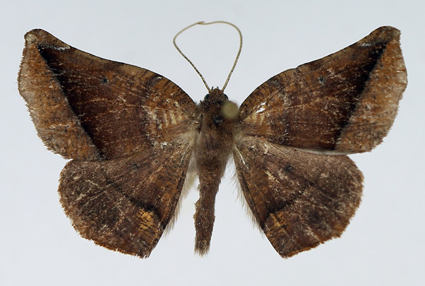 /filer/webapps/moths/media/images/O/obscura_Mesocoela_AM_TMSA.jpg