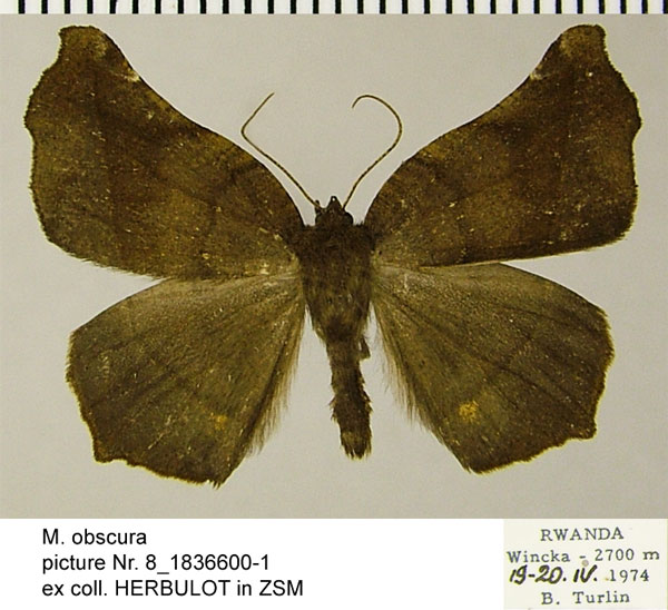 /filer/webapps/moths/media/images/O/obscura_Mesocoela_AM_ZSMa.jpg