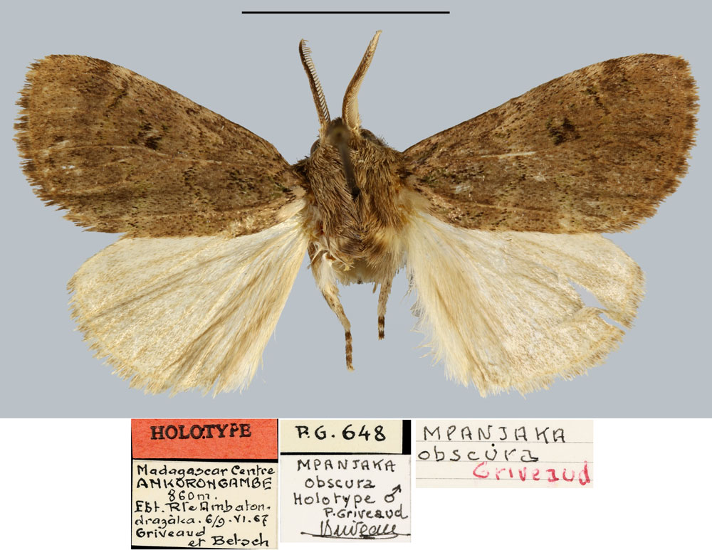 /filer/webapps/moths/media/images/O/obscura_Mpanjaka_HT_MNHN.jpg