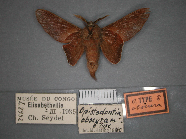 /filer/webapps/moths/media/images/O/obscura_Nirbiana_HT_RMCA_02.jpg