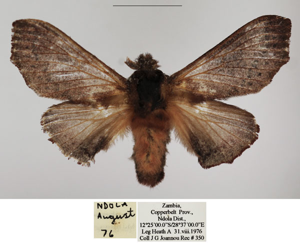 /filer/webapps/moths/media/images/O/obscura_Ocinaropsis_AF_TMSA.jpg