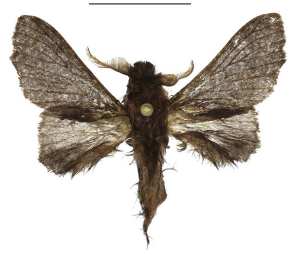 /filer/webapps/moths/media/images/O/obscura_Ocinaropsis_AM_ANHRT.jpg