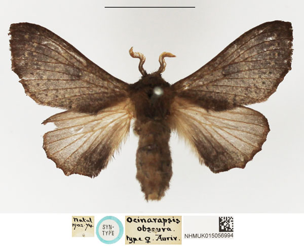 /filer/webapps/moths/media/images/O/obscura_Ocinaropsis_STF_NHMUK.jpg