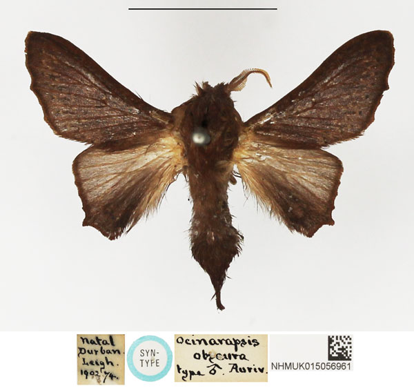 /filer/webapps/moths/media/images/O/obscura_Ocinaropsis_STM_NHMUK.jpg