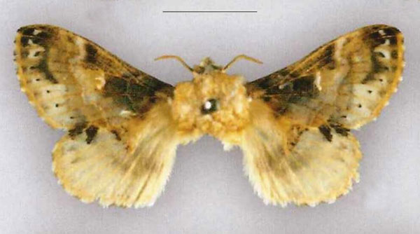/filer/webapps/moths/media/images/O/obscura_Odontocheilopteryx_PLT_SNHM.jpg