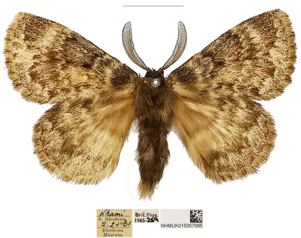 /filer/webapps/moths/media/images/O/obscura_Philotherma_AM_NHMUK_02a.jpg