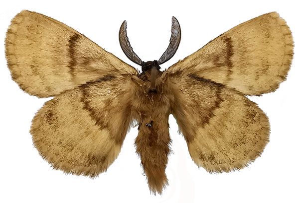 /filer/webapps/moths/media/images/O/obscura_Philotherma_AM_NHMUK_02b.jpg