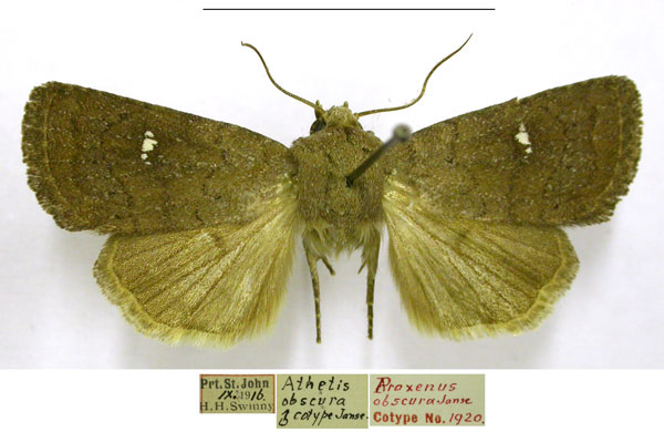 /filer/webapps/moths/media/images/O/obscura_Proxenus_PTM_TMSA.jpg