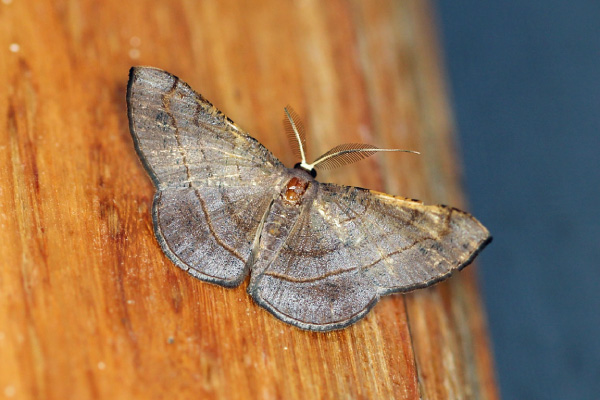 /filer/webapps/moths/media/images/O/obscura_Pycnostega_A_Voaden.jpg