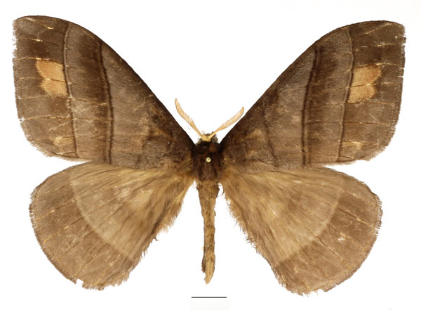 /filer/webapps/moths/media/images/O/obscura_Rhodopteriana_AM_Basquin_01.jpg
