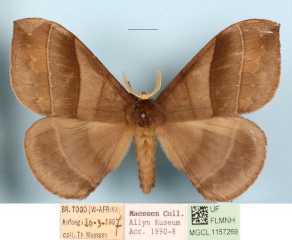 /filer/webapps/moths/media/images/O/obscura_Rhodopteriana_A_MGCLa_01.JPG