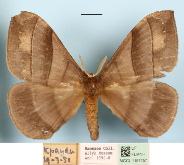 /filer/webapps/moths/media/images/O/obscura_Rhodopteriana_A_MGCLa_02.JPG