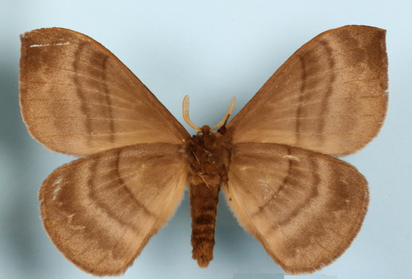 /filer/webapps/moths/media/images/O/obscura_Rhodopteriana_A_MGCLb_01.JPG