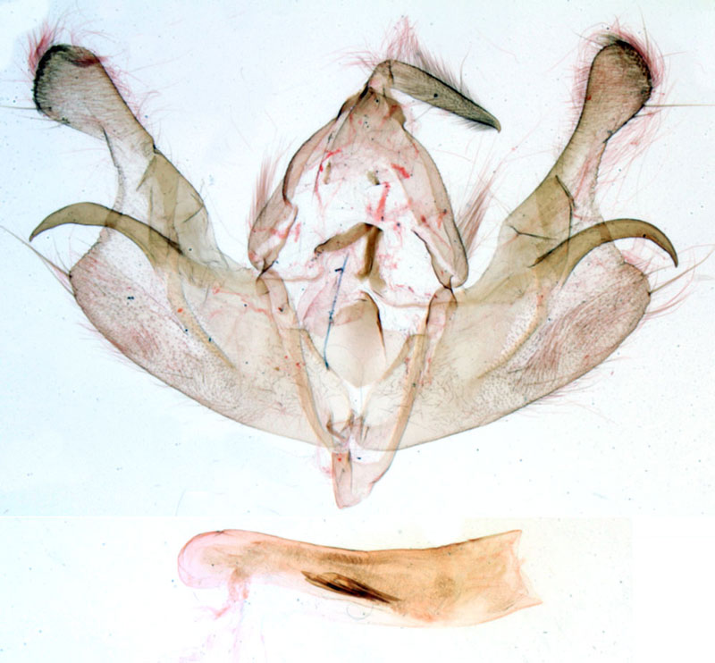/filer/webapps/moths/media/images/O/obscura_Rougeotia_GMHT_MNHN_895.jpg