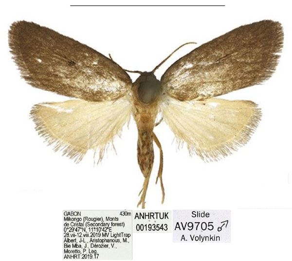 /filer/webapps/moths/media/images/O/obscura_Spatulosia_HT_ANHRT.jpg