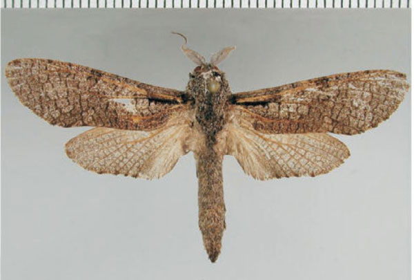 /filer/webapps/moths/media/images/O/obscurascens_Aethalopteryx_AM_ZMHB.jpg