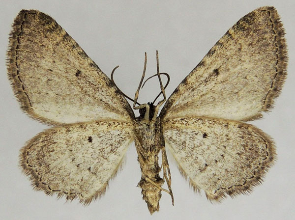 /filer/webapps/moths/media/images/O/obscurata_Horisme_AM_ZSMb.jpg