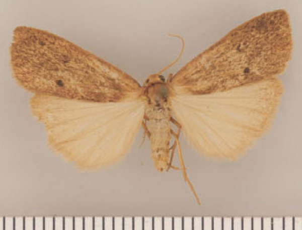 /filer/webapps/moths/media/images/O/obscurata_Lysceia_HT_TMSA.jpg