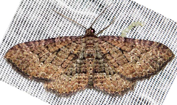 /filer/webapps/moths/media/images/O/obscurata_obscurata_Horisme_A_Braun_03.jpg