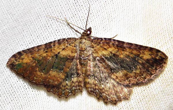 /filer/webapps/moths/media/images/O/obscurata_obscurata_Horisme_A_Braun_04.jpg