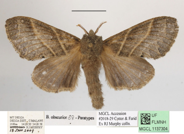 /filer/webapps/moths/media/images/O/obscurior_Bombycopsis_AF_MGCLa_02.JPG