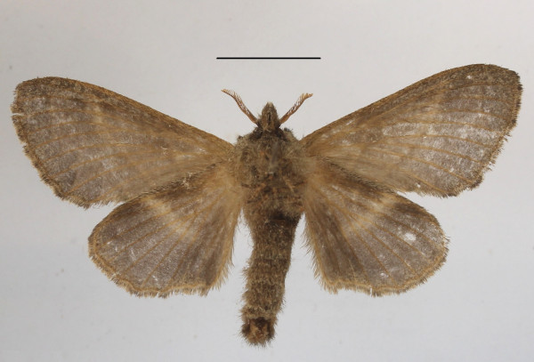 /filer/webapps/moths/media/images/O/obscurior_Bombycopsis_AF_MGCLb_02.JPG