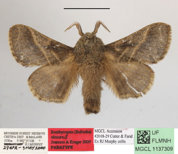 /filer/webapps/moths/media/images/O/obscurior_Bombycopsis_PTM_MGCLa_01.JPG