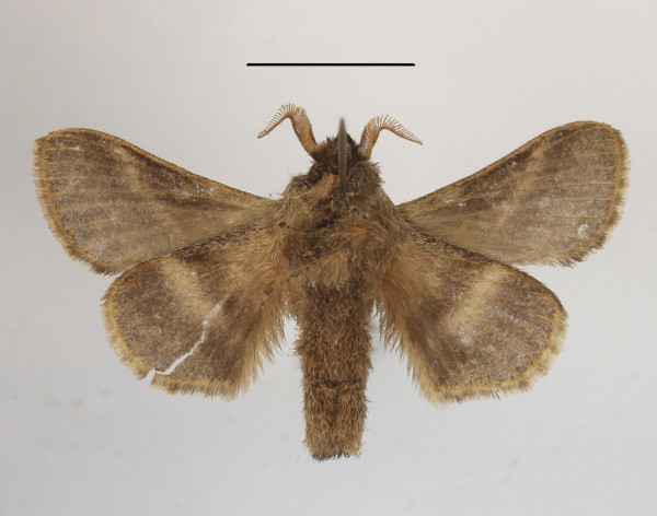 /filer/webapps/moths/media/images/O/obscurior_Bombycopsis_PTM_MGCLb_01.JPG