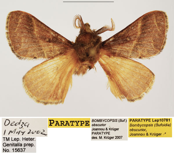 /filer/webapps/moths/media/images/O/obscurior_Bombycopsis_PTM_TMSA.jpg