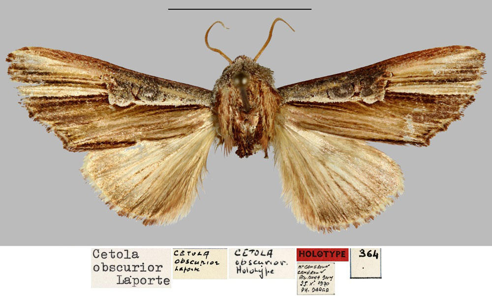 /filer/webapps/moths/media/images/O/obscurior_Cetola_HT_MNHN.jpg