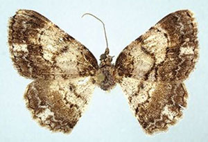 /filer/webapps/moths/media/images/O/obscurior_Rabomia_HT_ZSM.jpg