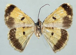 /filer/webapps/moths/media/images/O/obscurior_Rabomia_HT_ZSMb.jpg