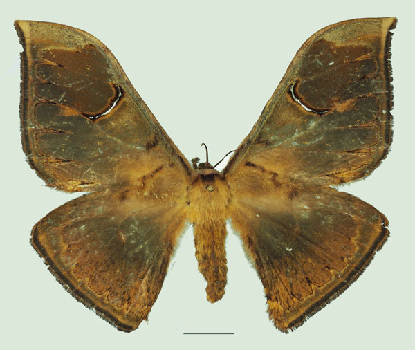 /filer/webapps/moths/media/images/O/obscuripennis_Dogoia_AF_Basquina.jpg