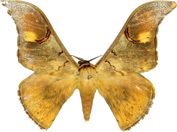 /filer/webapps/moths/media/images/O/obscuripennis_Dogoia_AM_MCJM.jpg