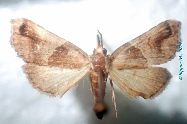 /filer/webapps/moths/media/images/O/obscurobasalis_Acidon_AF_Bippus.jpg