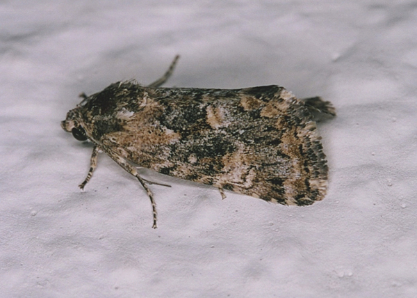 /filer/webapps/moths/media/images/O/obscuroides_Athetis_A_Roland_01.jpg