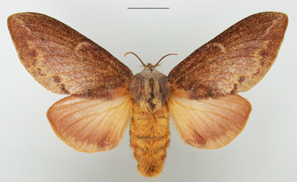 /filer/webapps/moths/media/images/O/obscurum_Eutricha_AF_TMSA_01.jpg