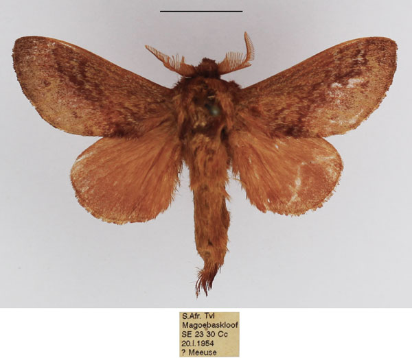 /filer/webapps/moths/media/images/O/obscurum_Eutricha_AM_TMSA_01_c3SRGQf.jpg
