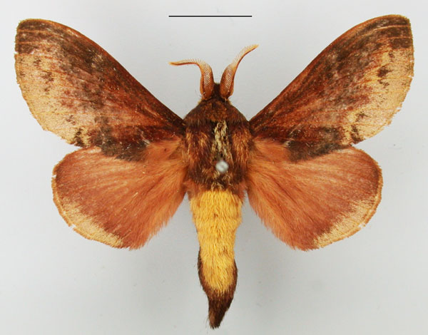 /filer/webapps/moths/media/images/O/obscurum_Eutricha_AM_TMSA_03.jpg