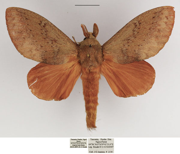 /filer/webapps/moths/media/images/O/obscurum_Eutricha_AM_TMSA_04.jpg