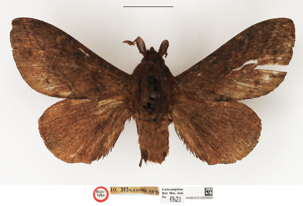 /filer/webapps/moths/media/images/O/obscurum_Megasoma_HT_NHMUK.jpg