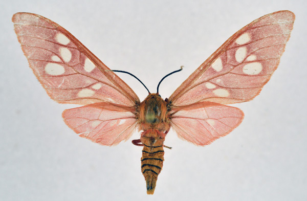 /filer/webapps/moths/media/images/O/obscurus_Pseudothyretes_AF_NHMO.jpg